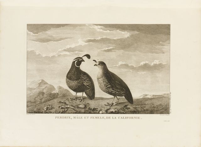 Voyage de La Pe?rouse autour du monde /publie? conforme?ment au de?cret du  22 avril 1791, et re?dige? par L.A. Milet?Mureau. : Duboy-Laverne, P. D. :  Free Download, Borrow, and Streaming : Internet